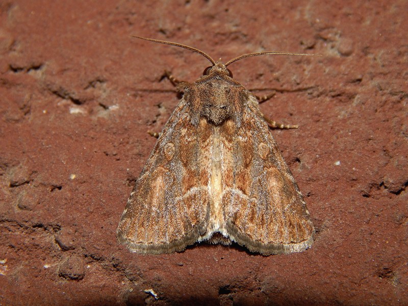 Noctuide da ID